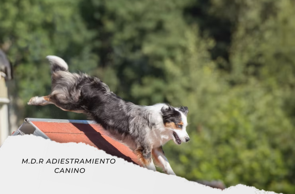 ADIESTRAMIENTO CANINO