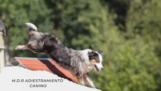 ADIESTRAMIENTO CANINO
