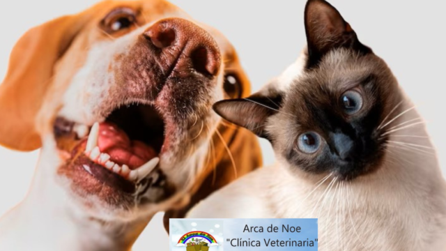 ARCA DE NOE