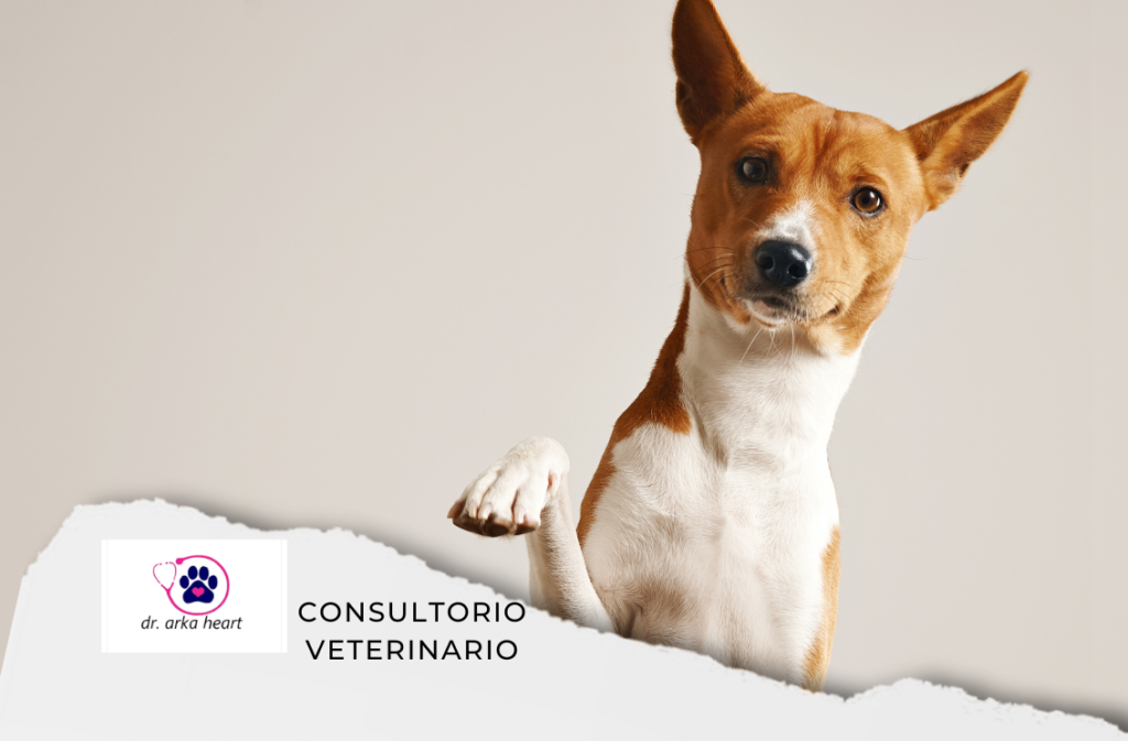 CONSULTORIO VETERINARIO