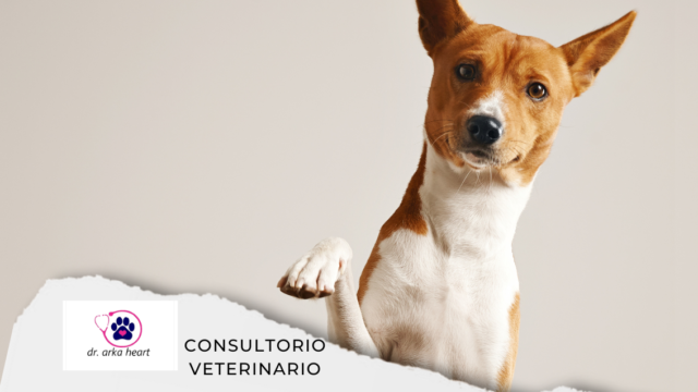 CONSULTORIO VETERINARIO